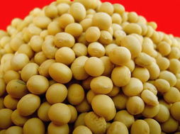 紧急大量求购大豆玉米高清图片 高清大图