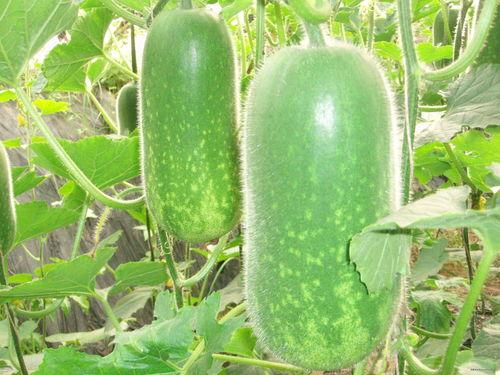 今日必吃大瓜每日吃瓜fun 热门大瓜每日必吃大瓜,跟随“今日必吃大瓜每日吃瓜fun”探索热门大瓜