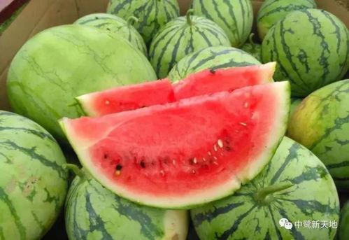 今日必吃大瓜每日吃瓜fun 热门大瓜每日必吃大瓜,跟随“今日必吃大瓜每日吃瓜fun”探索热门大瓜