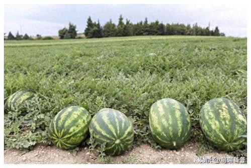 吃瓜ppt 国内吃瓜爆料黑料